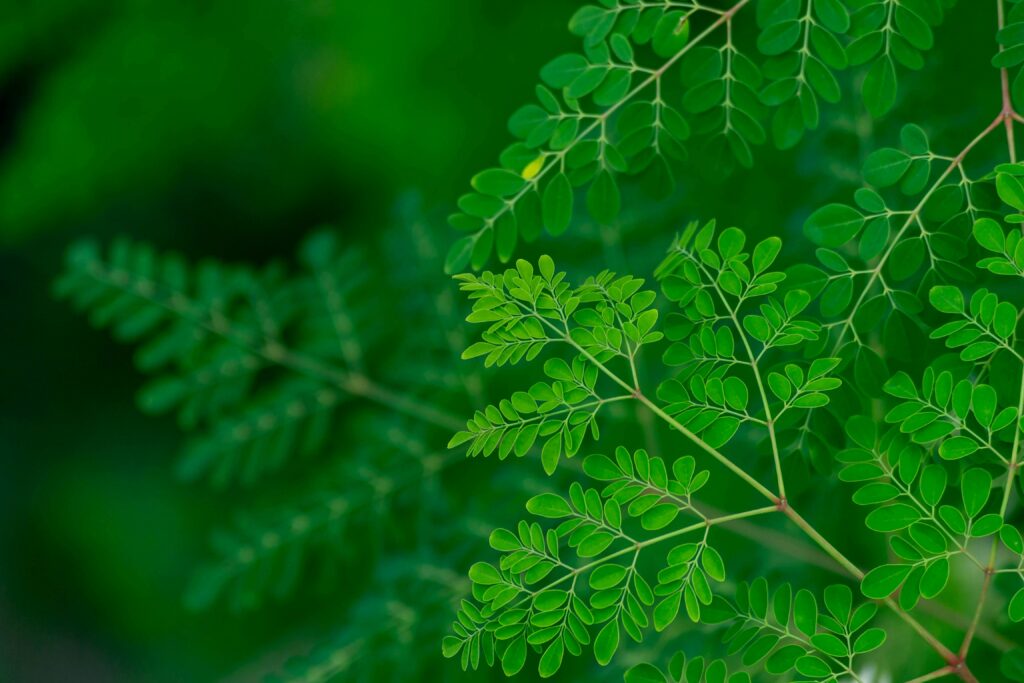 Close-up of vibrant green Moringa leaves with a blurred background, showcasing nature's beauty.